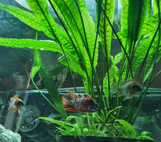 Aulonocara  Fire fish