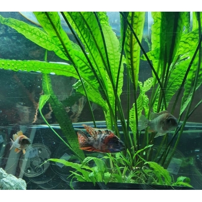 Aulonocara  Fire fish