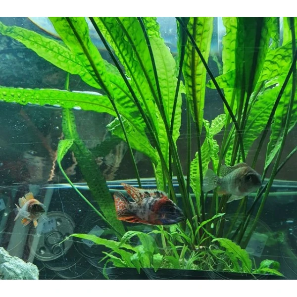 Aulonocara  Fire fish