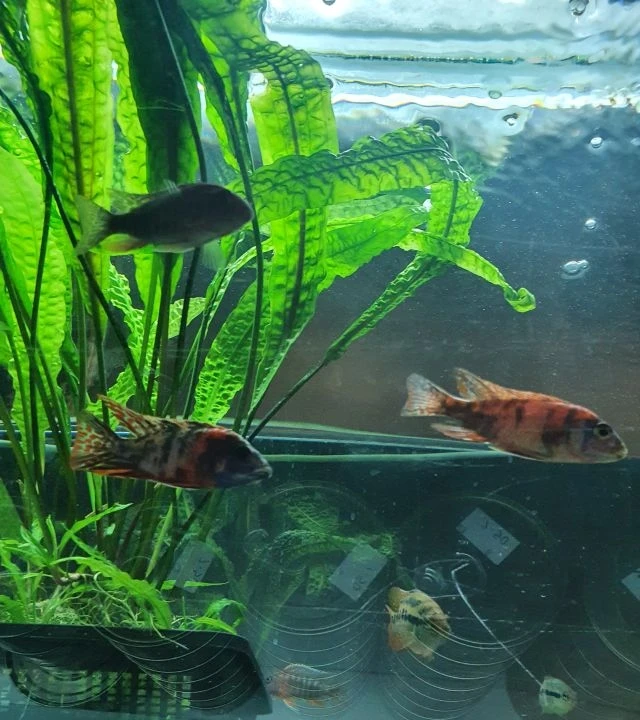 Aulonocara  Fire fish