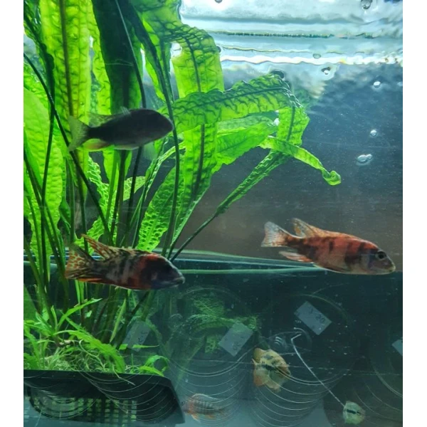 Aulonocara  Fire fish