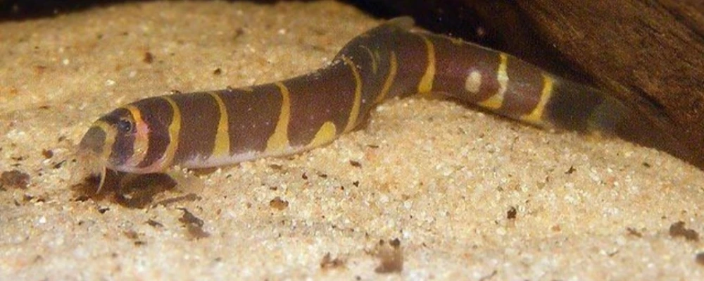 Piskorek kuhla, Cierniooczek sumatrzański