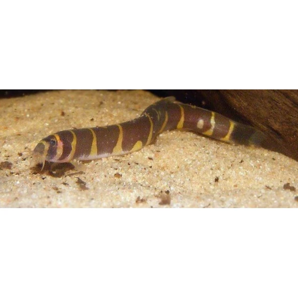 Piskorek kuhla, Cierniooczek sumatrzański