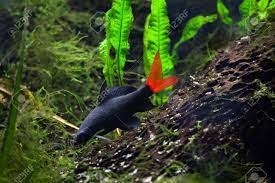 Labeo, Grubowarg dwubarwny