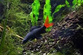 Labeo, Grubowarg dwubarwny