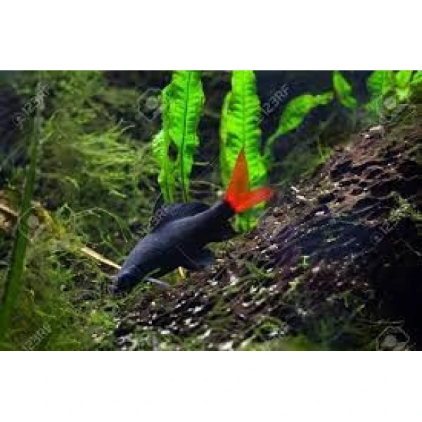 Labeo, Grubowarg dwubarwny