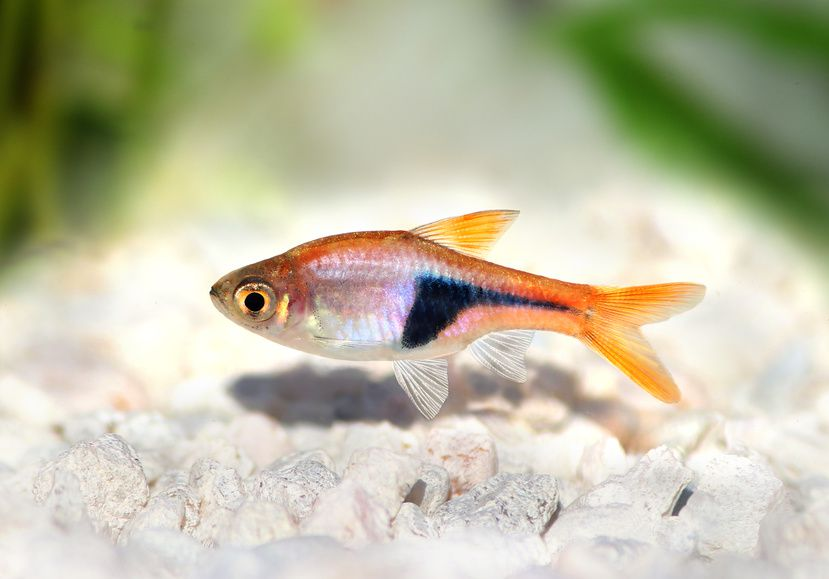 Rozbora Klinowa