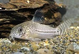 Kirysek lamparci Corydoras julii