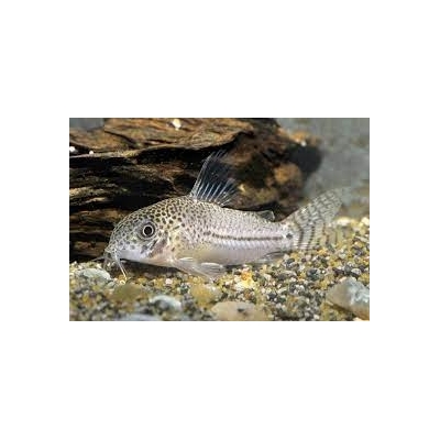 Kirysek lamparci Corydoras julii