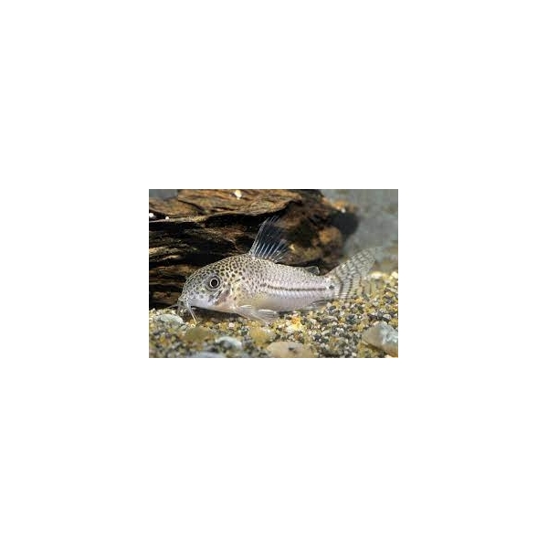 Kirysek lamparci Corydoras julii