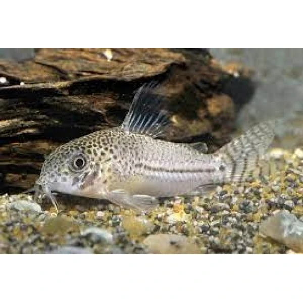 Kirysek lamparci Corydoras julii