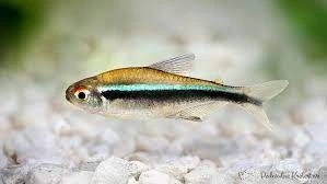 Neon Czarny, Bystrzyk Axelroda