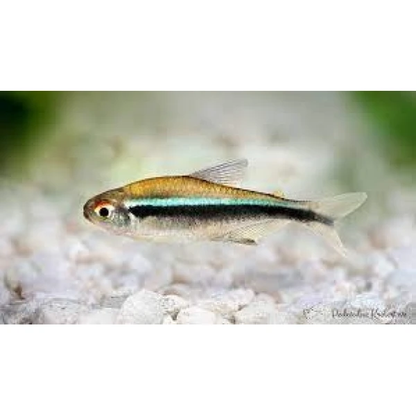 Neon Czarny, Bystrzyk Axelroda