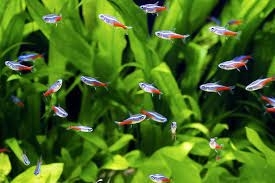 Neon Innesa