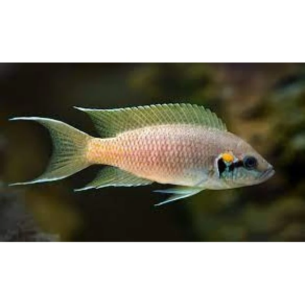 Księżniczka z Burundii, Lirniczka