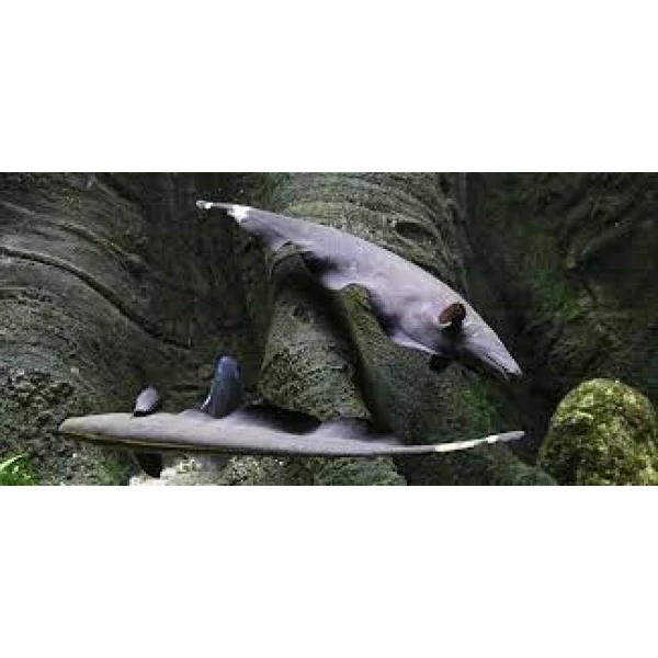 Duch Amazoński (Brazylijski)