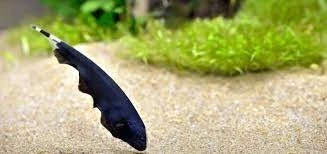 Duch Amazoński (Brazylijski)