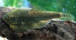 Sewellia lineolata   Przylga siatkowana