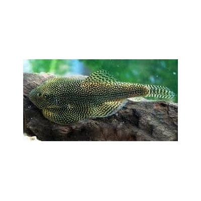 Sewellia lineolata   Przylga siatkowana