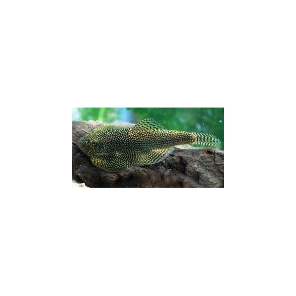 Sewellia lineolata   Przylga siatkowana