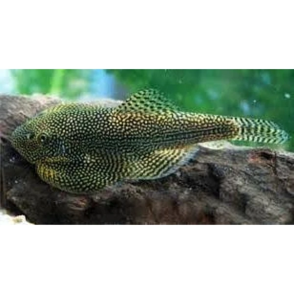 Sewellia lineolata   Przylga siatkowana