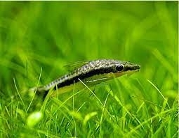 Otosek przyujściowy, otocinclus affinis