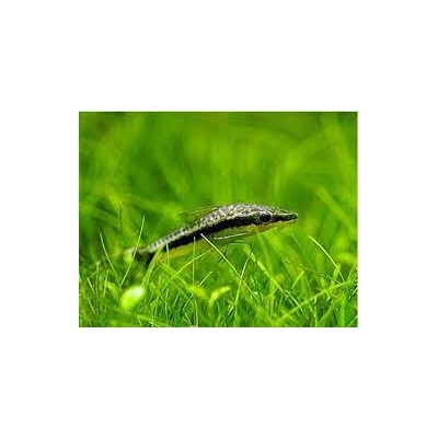Otosek przyujściowy, otocinclus affinis