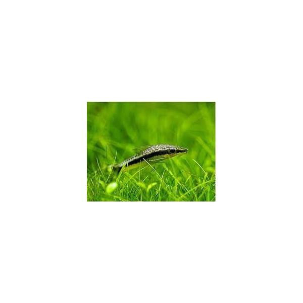 Otosek przyujściowy, otocinclus affinis