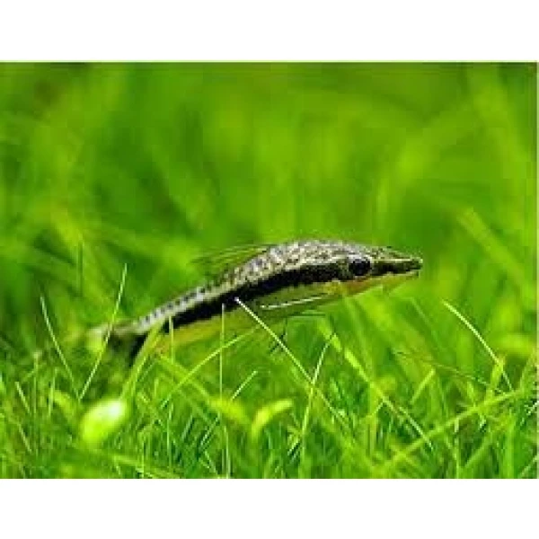 Otosek przyujściowy, otocinclus affinis