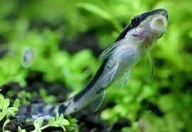 Otosek przyujściowy, otocinclus affinis