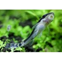 Otosek przyujściowy, otocinclus affinis