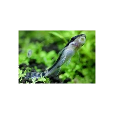 Otosek przyujściowy, otocinclus affinis