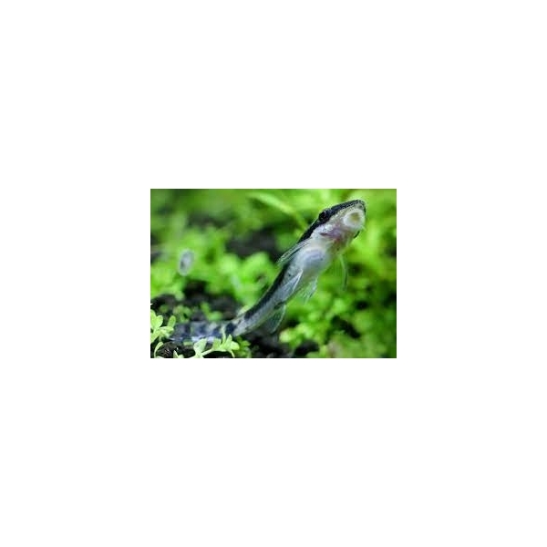 Otosek przyujściowy, otocinclus affinis