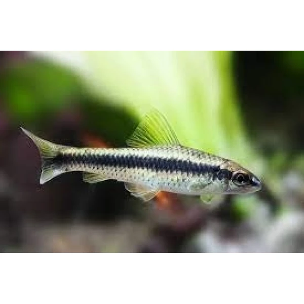 Kosiarka (Grubowarg Syjamski)