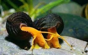 Slimak Tylomelania (Tylomelania Sp.)