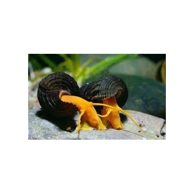 Slimak Tylomelania (Tylomelania Sp.)
