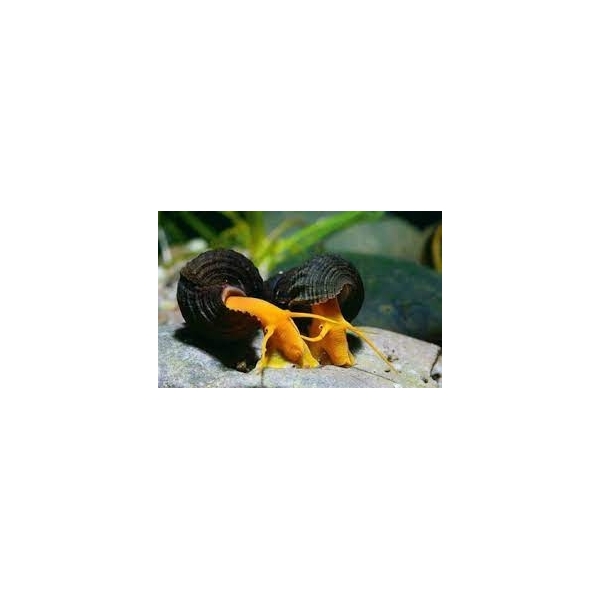 Slimak Tylomelania (Tylomelania Sp.)