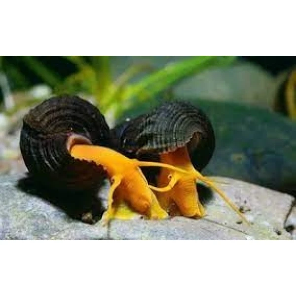 Slimak Tylomelania (Tylomelania Sp.)