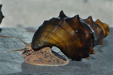 Slimak Brotia pogodula
