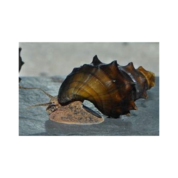 Slimak Brotia pogodula