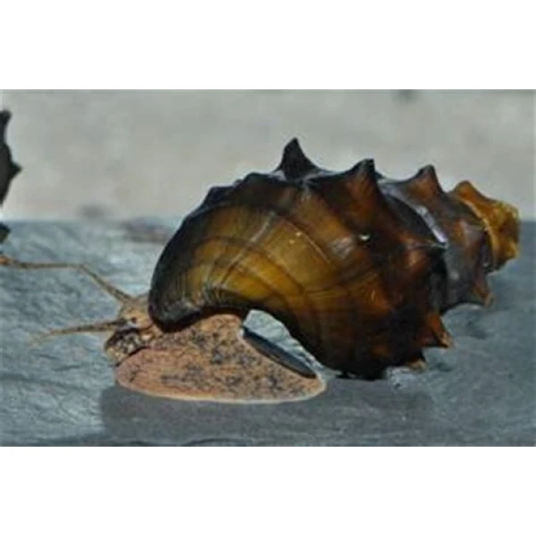 Slimak Brotia pogodula