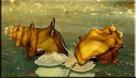 Slimak Brotia pogodula