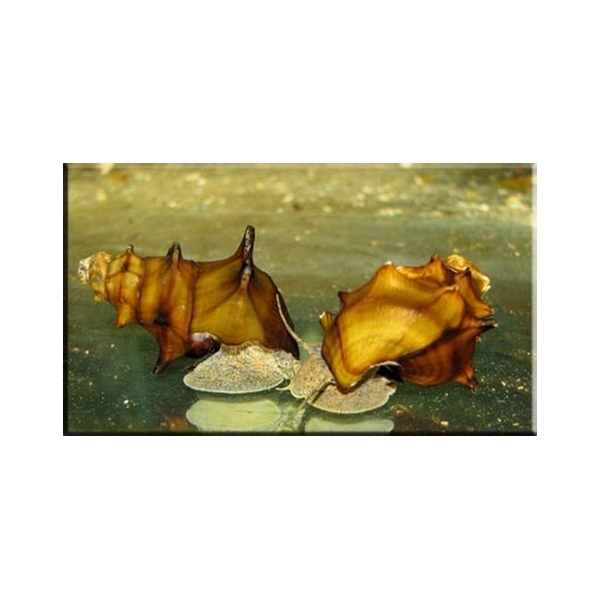 Slimak Brotia pogodula