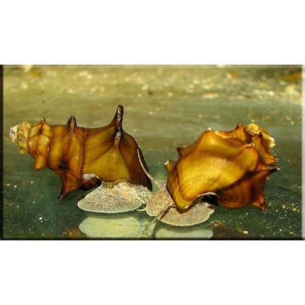 Slimak Brotia pogodula