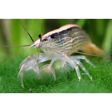 Krewetka filtrująca -Atyopsis moluccensis xxl
