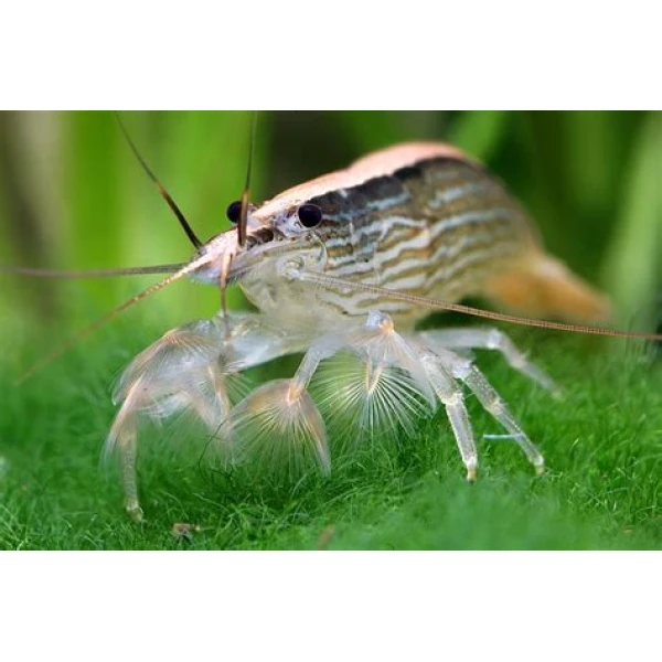 Krewetka filtrująca -Atyopsis moluccensis xxl