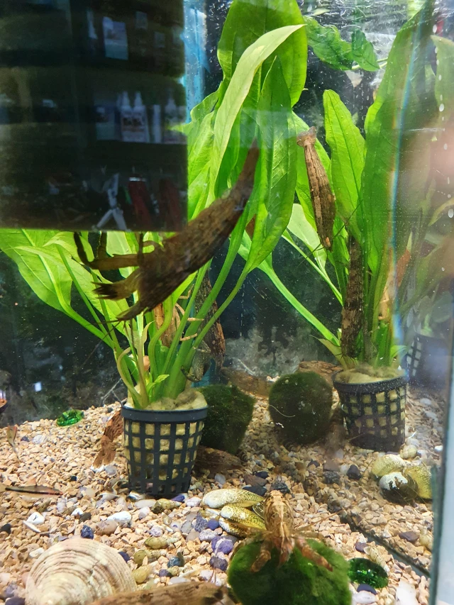 Krewetka filtrująca -Atyopsis moluccensis xxl