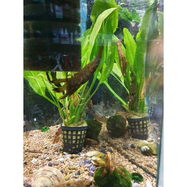 Krewetka filtrująca -Atyopsis moluccensis xxl