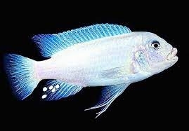 Pyszczak Albino