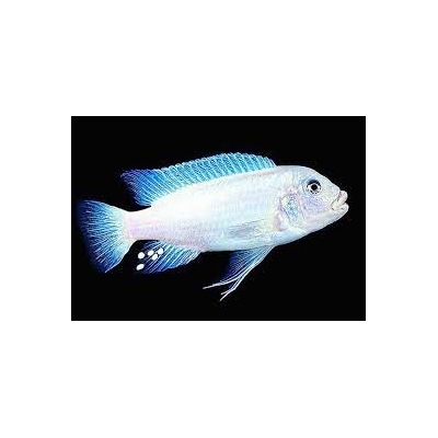 Pyszczak Albino
